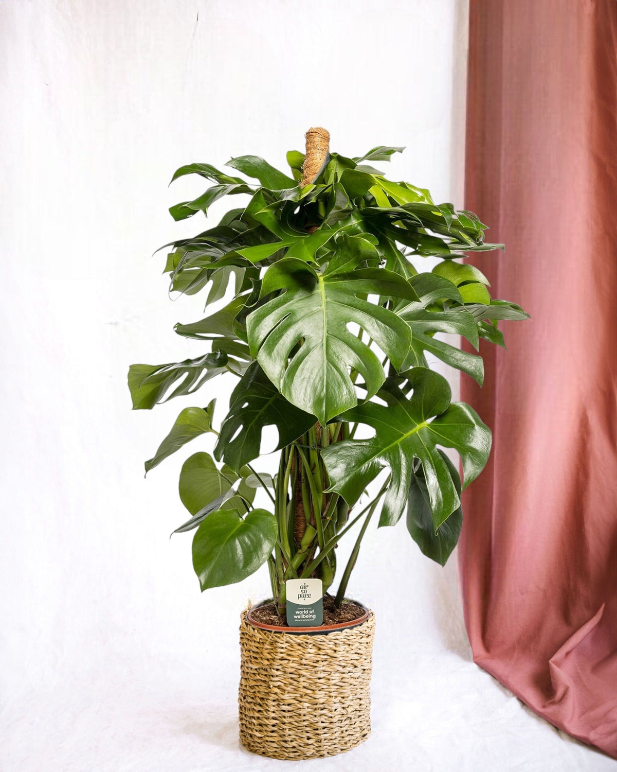 Monstera Deliciosa XXL mit Stab – Tropische Zimmerpflanze
