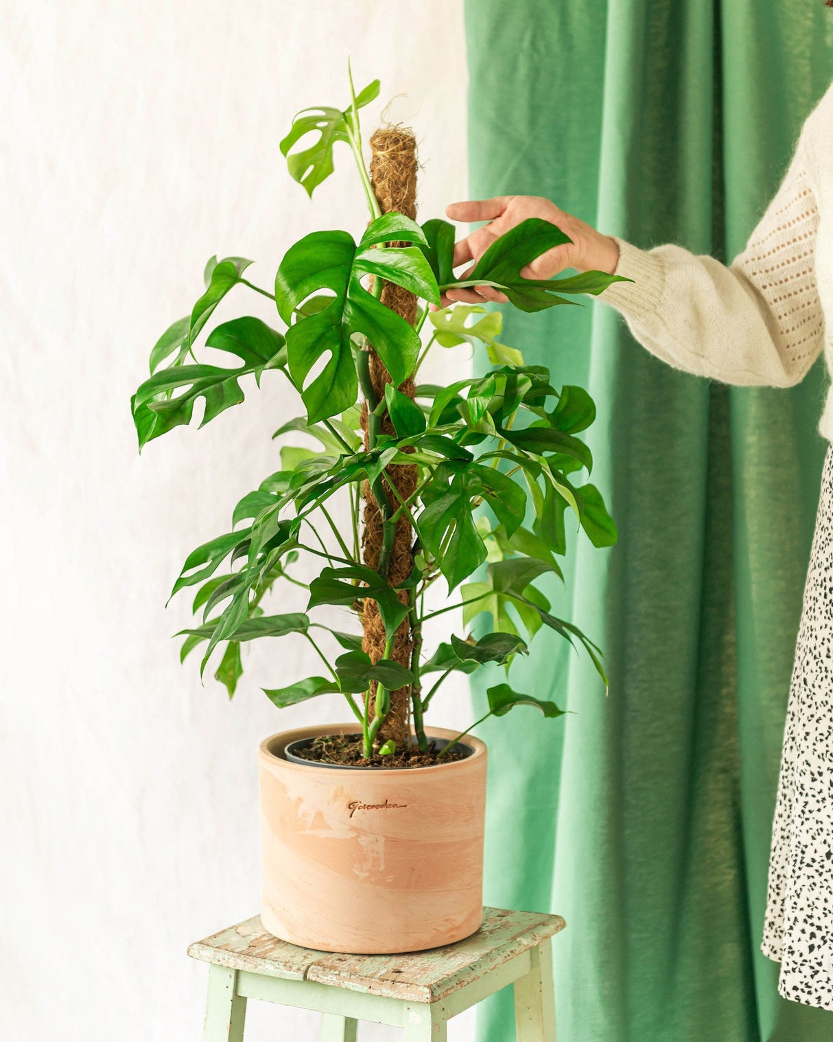 Livraison plante Monstera Minima sur tuteur