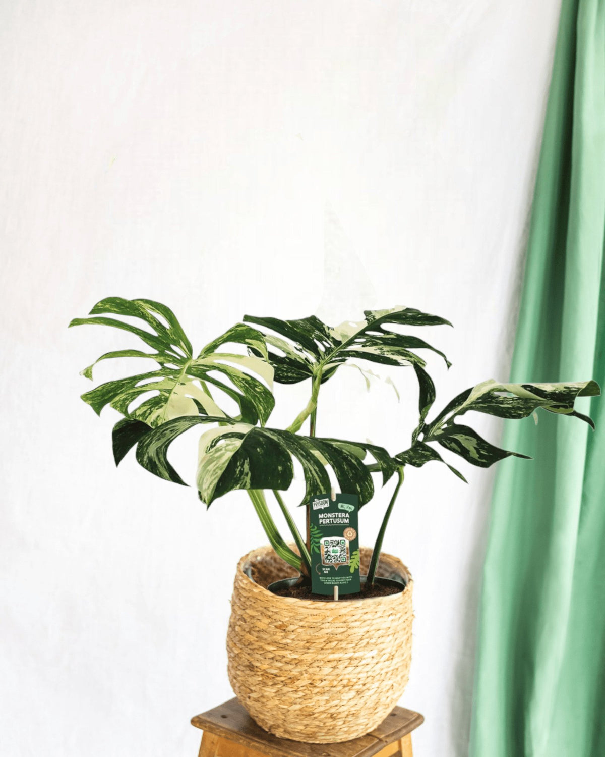 Monstera pertusum variegata