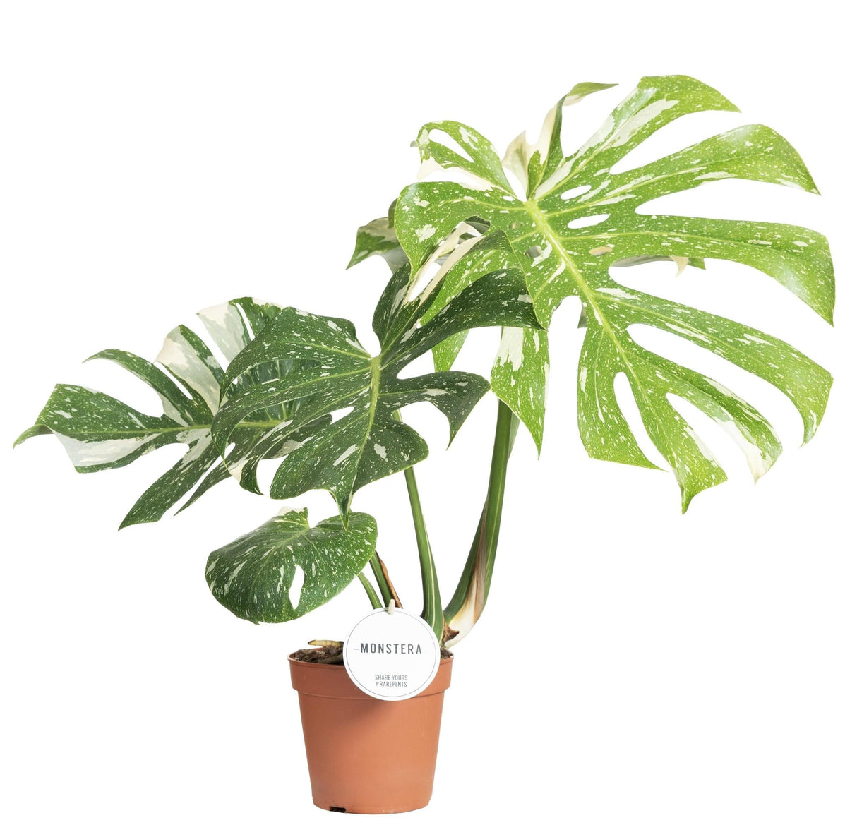 Livraison plante Monstera Thai Constellation