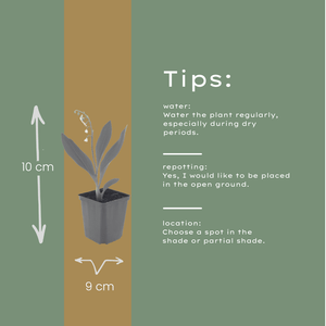 Livraison plante Muguet