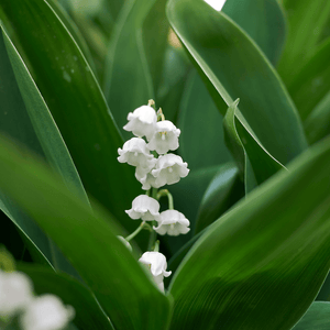 Livraison plante Muguet