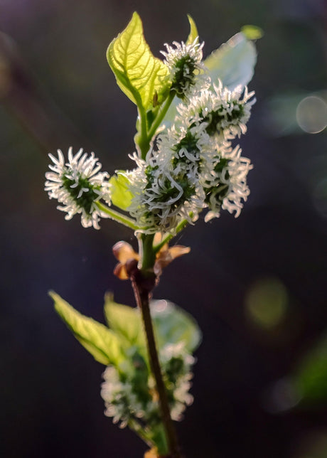 Livraison plante Mûrier Bio