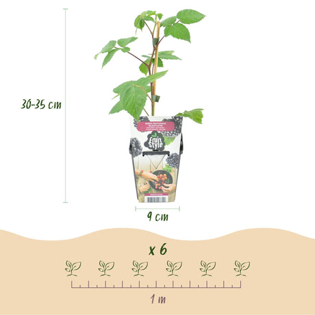 Livraison plante Mûrier Black Satin – Lot de 3 – Pot 9 cm