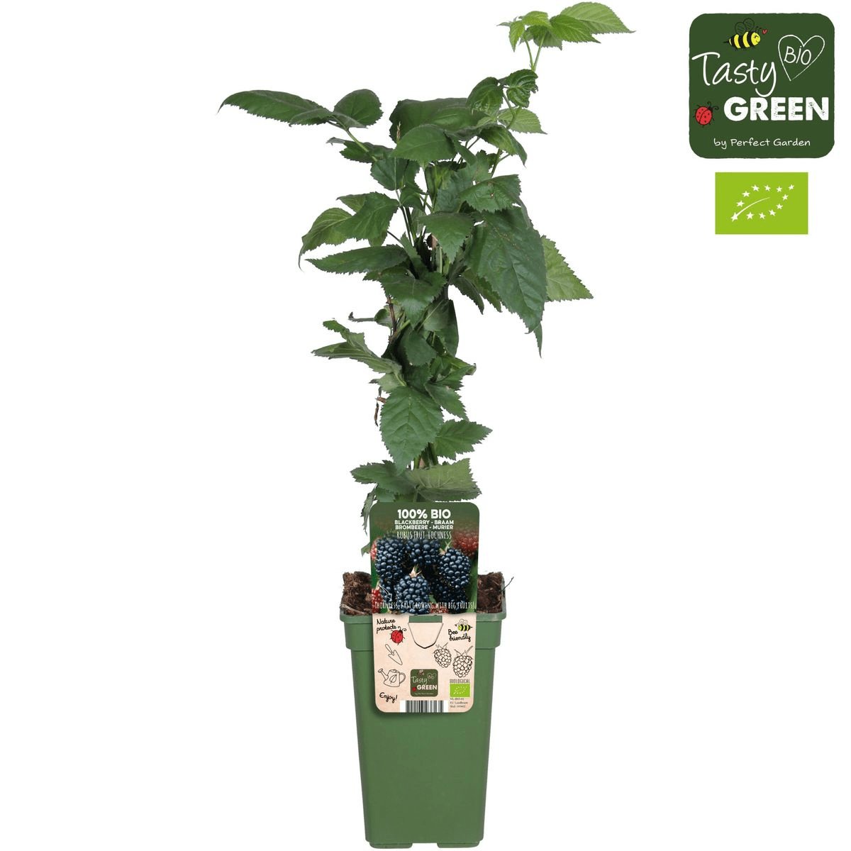 Livraison plante Murier Lochness - arbuste fruitier