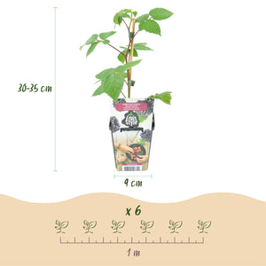 Livraison plante Mûrier Rubus Black Satin – Lot de 6 – Pot 9 cm