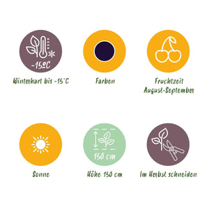 Livraison plante Mûrier Rubus Black Satin – Lot de 6 – Pot 9 cm