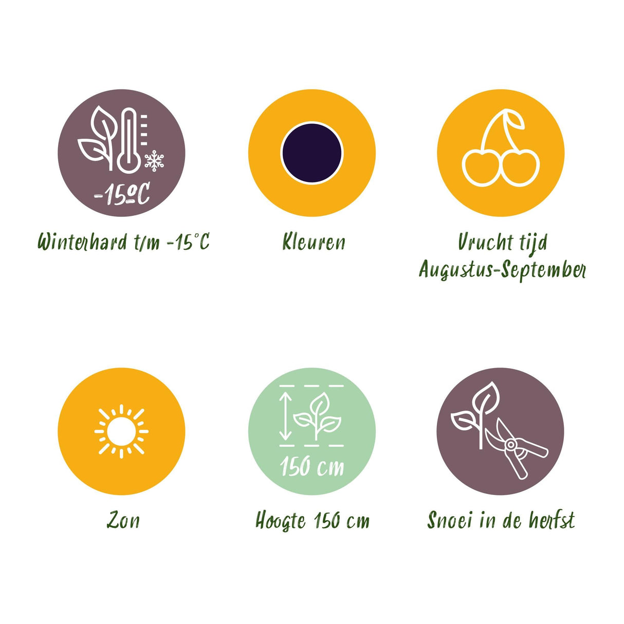 Livraison plante Mûrier sans épines Thornfree – Lot de 3 – Pot 9 cm