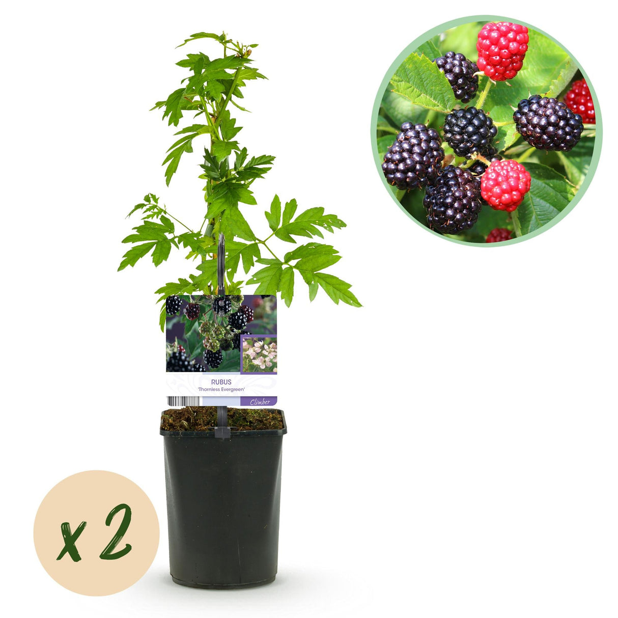 Livraison plante Mûrier Thornfree – Lot de 2 – Pot 11 cm – Hauteur 40 cm