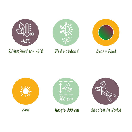 Livraison plante Musa sikkimensis Red Tiger – Lot de 2 – Pot 17 cm