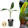 Livraison plante Musa sikkimensis Red Tiger – Lot de 2 – Pot 17 cm