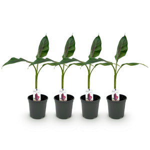 Livraison plante Musa sikkimensis Red Tiger – Lot de 4 – Pot 17 cm