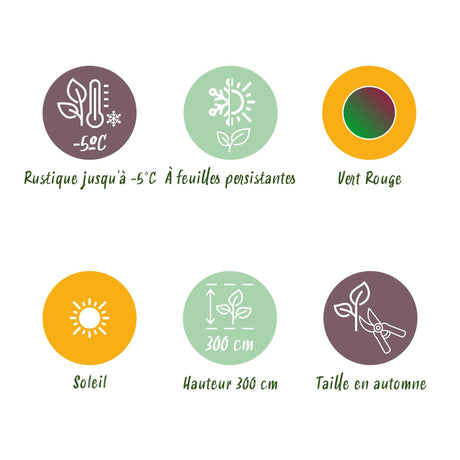 Livraison plante Musa sikkimensis Red Tiger – Lot de 6 – Pot 17 cm