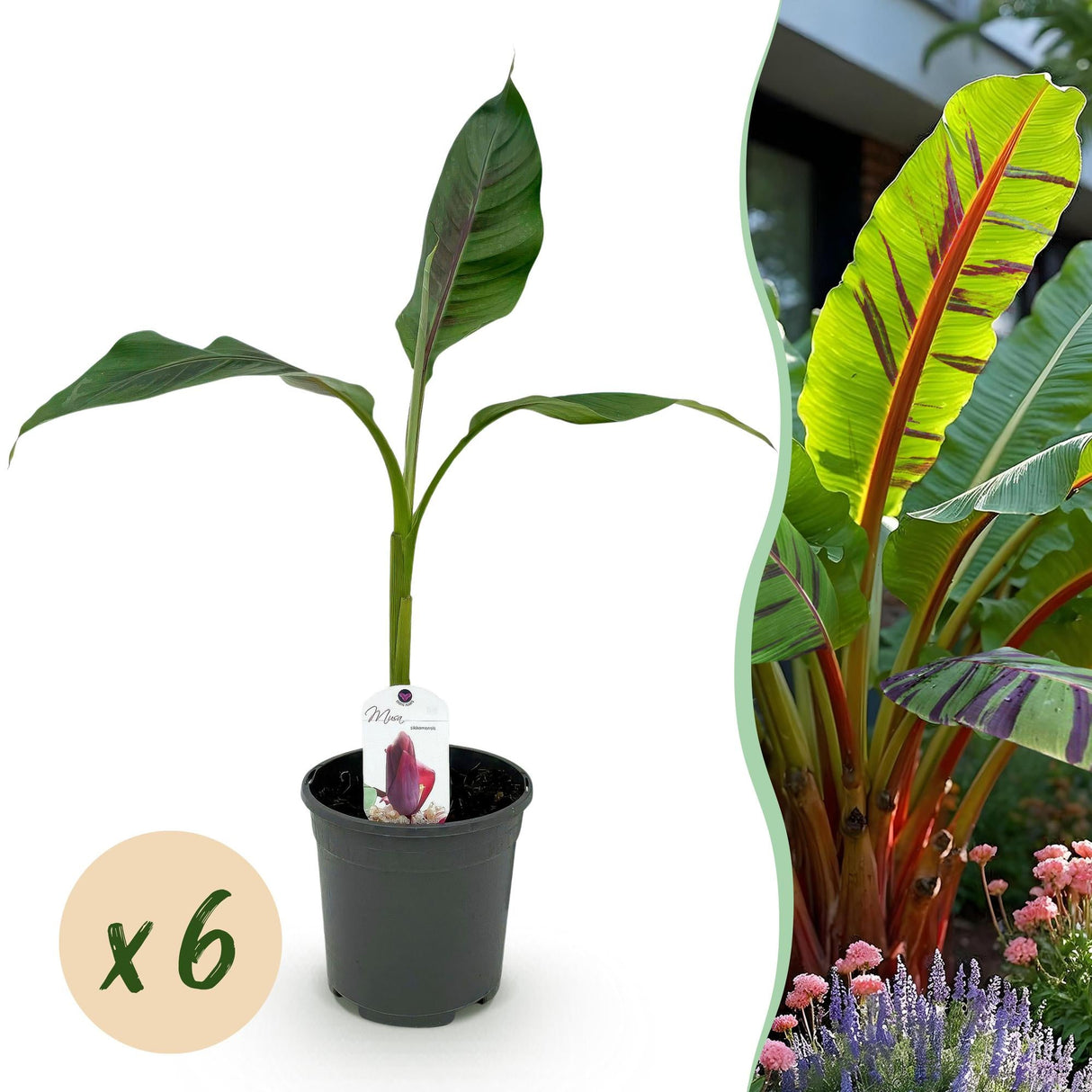 Livraison plante Musa sikkimensis Red Tiger – Lot de 6 – Pot 17 cm