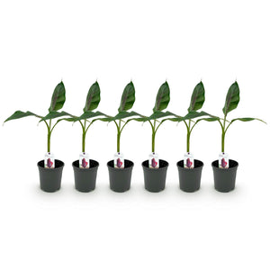 Livraison plante Musa sikkimensis Red Tiger – Lot de 6 – Pot 17 cm