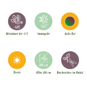 Livraison plante Musa sikkimensis Red Tiger – Lot de 6 – Pot 17 cm