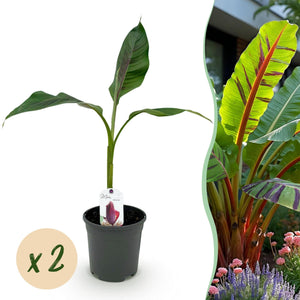 Livraison plante Musa sikkimensis Red Tiger x2