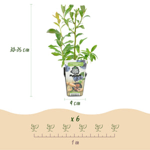 Livraison plante Myrtille Bluecrop – Lot de 3 – Pot 9 cm