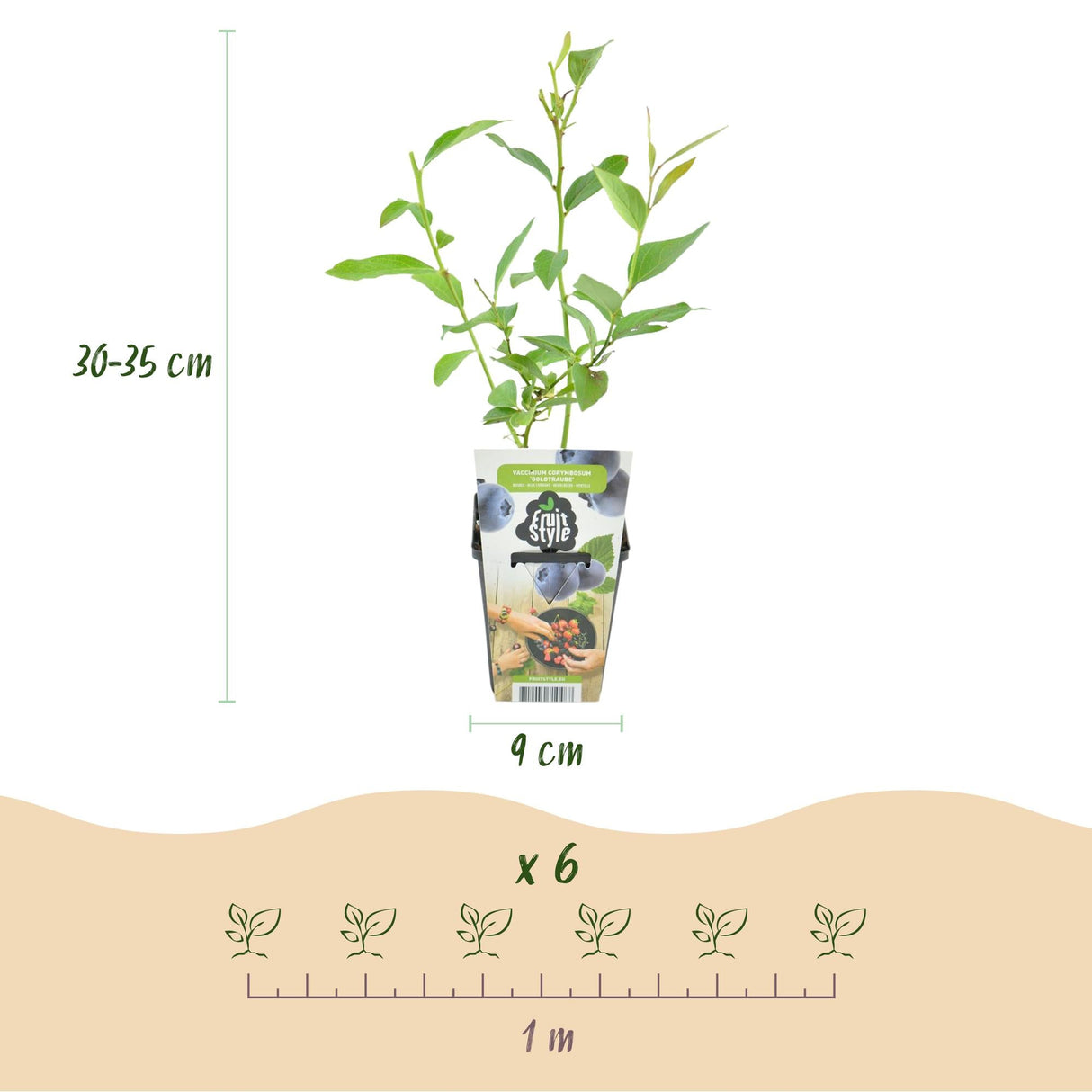 Livraison plante Myrtille Goldtraube – Lot de 6 – Pot 9 cm