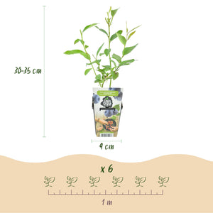 Livraison plante Myrtille Goldtraube – Lot de 6 – Pot 9 cm