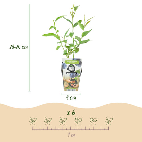 Livraison plante Myrtille Goldtraube – Lot de 6 – Pot 9 cm