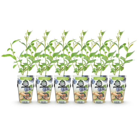 Livraison plante Myrtille Goldtraube – Lot de 6 – Pot 9 cm