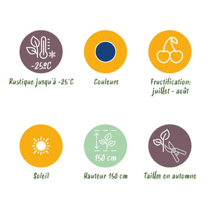 Livraison plante Myrtille Northland – Lot de 3 – Pot 9 cm