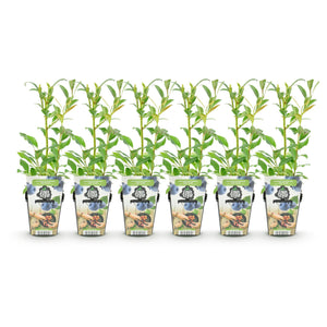 Livraison plante Myrtille Northland – Lot de 6 – Pot 9 cm