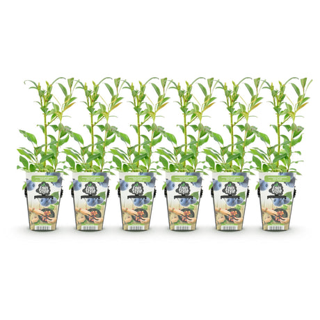 Livraison plante Myrtille Northland – Lot de 6 – Pot 9 cm
