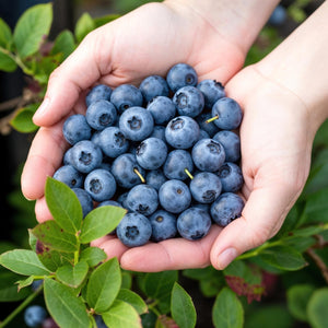 Livraison plante Myrtillier Bluecrop – Lot de 6 – Pot 9 cm