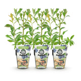 Livraison plante Myrtillier Bluegold – Lot de 3 – Pot 9 cm