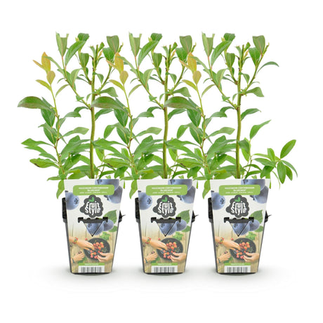 Livraison plante Myrtillier Bluegold – Lot de 3 – Pot 9 cm