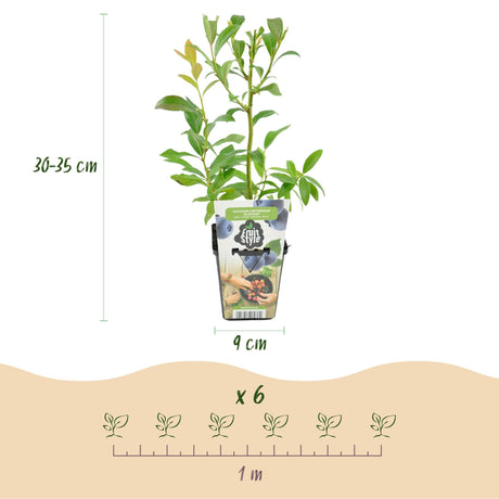 Livraison plante Myrtillier Bluegold – Lot de 6 – Pot 9 cm