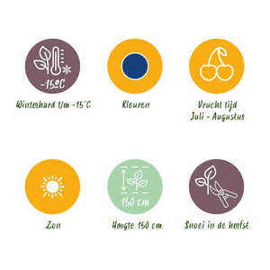 Livraison plante Myrtillier Bluegold – Lot de 6 – Pot 9 cm