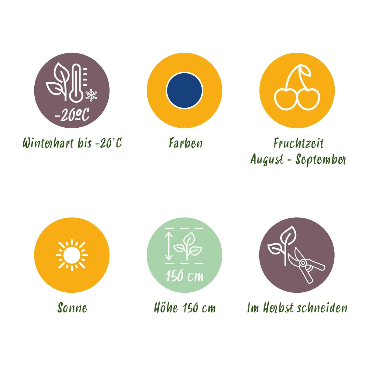 Livraison plante Myrtillier Early Black – Lot de 6 – Pot 9 cm