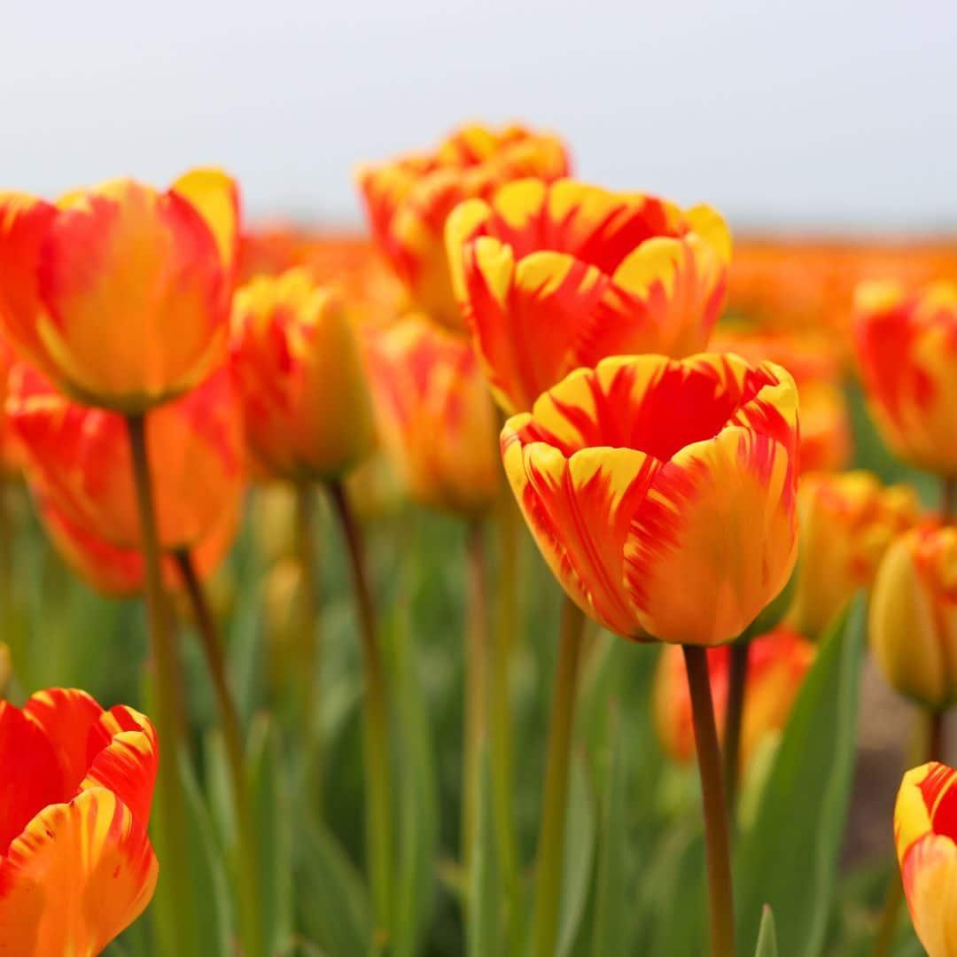 Livraison plante Nadine's Happiness - Tulipes - 30 bulbes