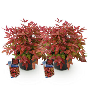 Livraison plante Nandina Blush Pink – Lot de 2 – Pot 17 cm – Hauteur 40 cm