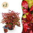 Livraison plante Nandina Blush Pink – Lot de 2 – Pot 17 cm – Hauteur 40 cm