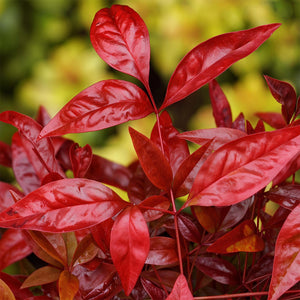 Livraison plante Nandina Blush Pink – Lot de 2 – Pot 17 cm – Hauteur 40 cm