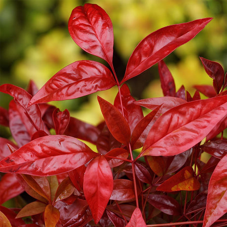 Livraison plante Nandina Blush Pink – Lot de 2 – Pot 17 cm – Hauteur 40 cm