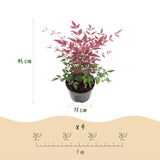 Livraison plante Nandina domestica Duo – Lot de 2 – Pot 17cm – Hauteur 45cm