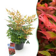 Livraison plante Nandina domestica Gulfstream en pot