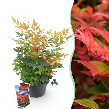 Livraison plante Nandina domestica Gulfstream en pot