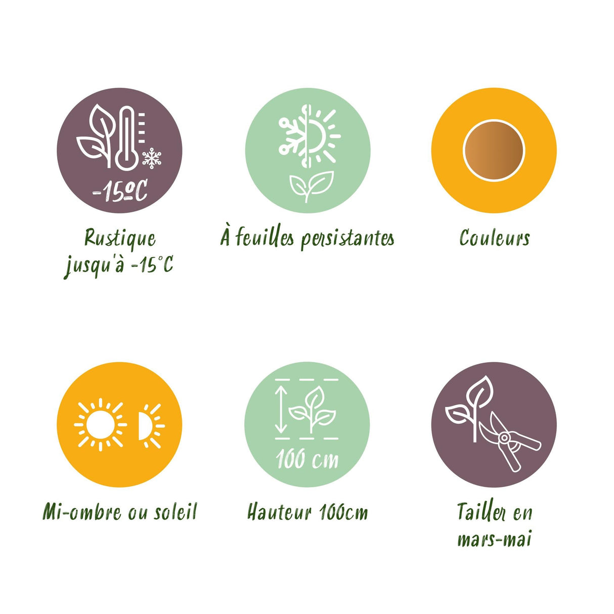 Livraison plante Nandina domestica Gulfstream – Pot 17 cm – Hauteur 45 cm