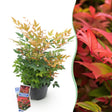 Livraison plante Nandina domestica Gulfstream – Pot 17 cm – Hauteur 45 cm
