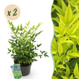 Livraison plante Nandina domestica Lemon & Lime – Lot de 2 – Pot 17 cm – Hauteur 45 cm