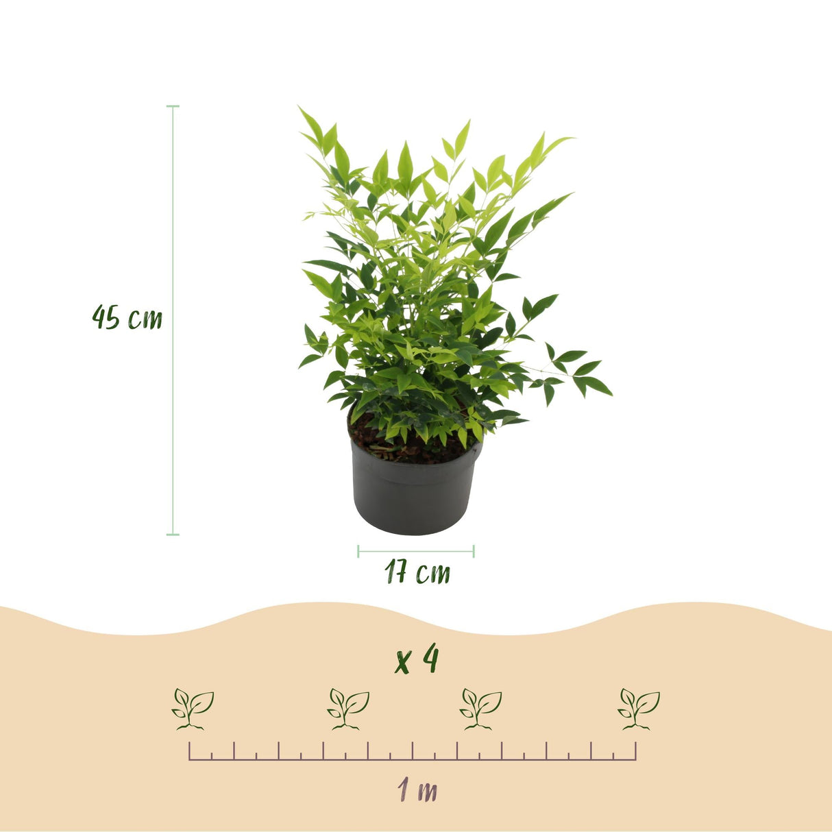 Livraison plante Nandina domestica Lemon & Lime – Lot de 2 – Pot 17 cm – Hauteur 45 cm