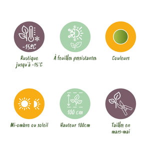 Livraison plante Nandina domestica Lemon & Lime – Lot de 2 – Pot 17 cm – Hauteur 45 cm