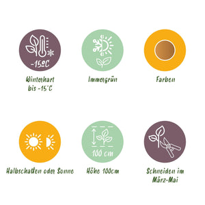 Livraison plante Nandina Gulfstream – Lot de 2 – Pot 17 cm – Hauteur 45 cm