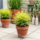 Livraison plante Nandina Lemon & Lime – Lot de 1 – Pot 17 cm – Hauteur 45 cm